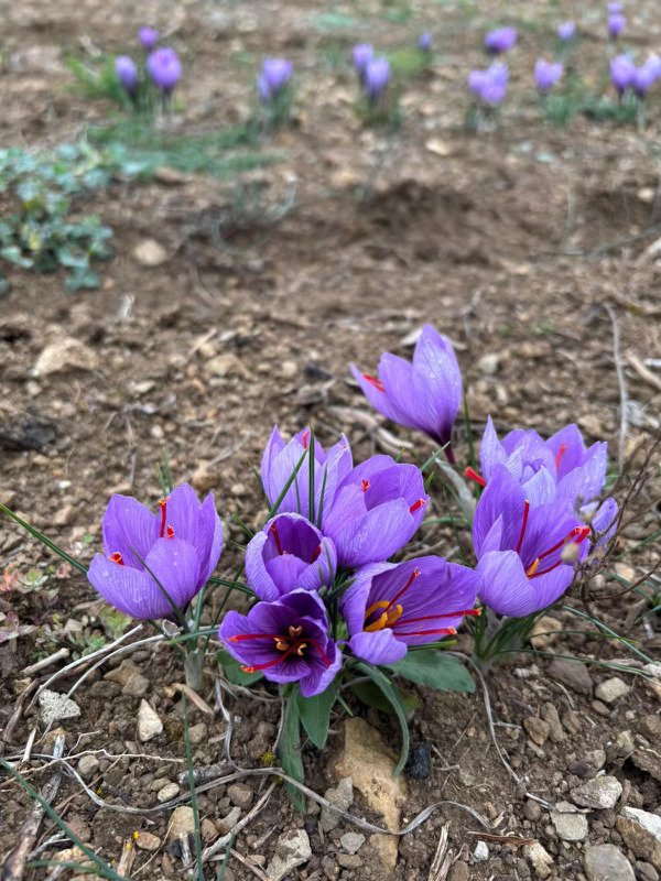 fleur de safran maison vincent cosmetique