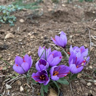 fleur de safran maison vincent cosmetique