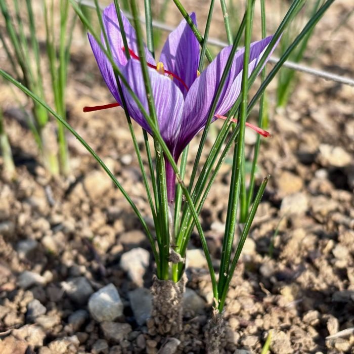 culture safran maison vincent cosmetique