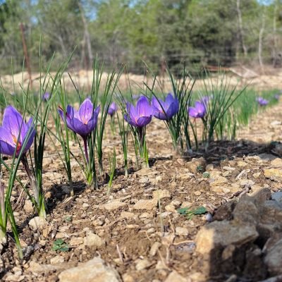 culture safran maison vincent