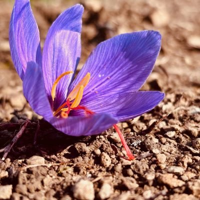 fleur de safran maison vincent cosmetique