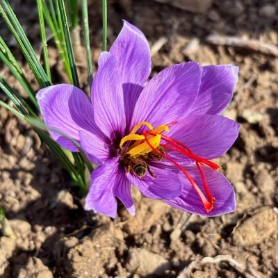 maison vincent culture du safran