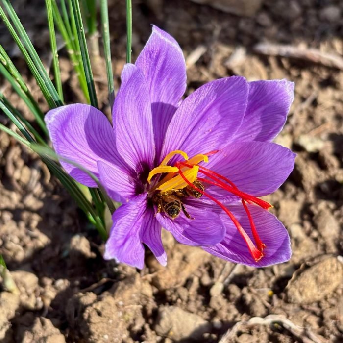 maison vincent culture du safran